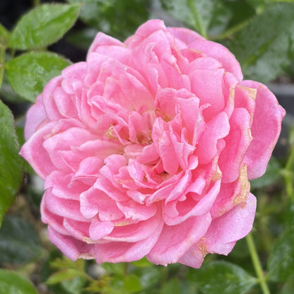 Rose Bush 'Sunrosa'