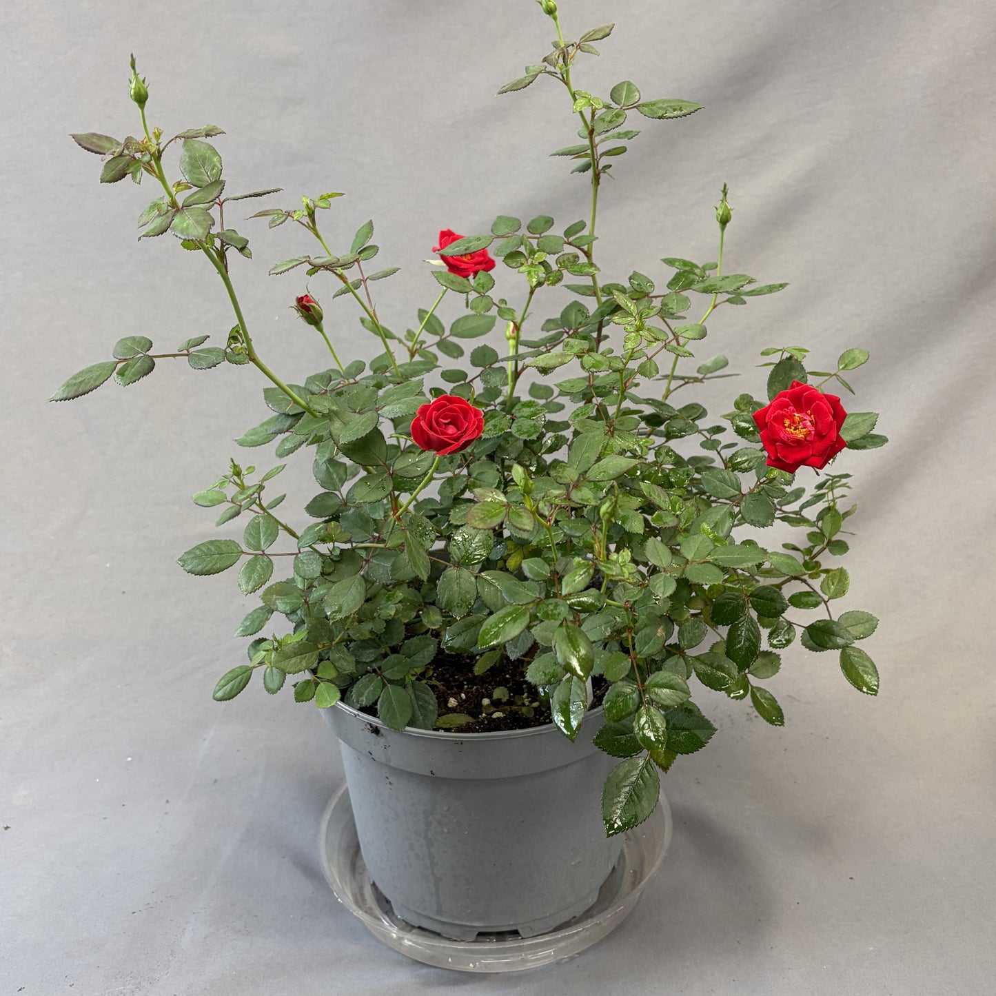 Rose Bush 'Sunrosa'
