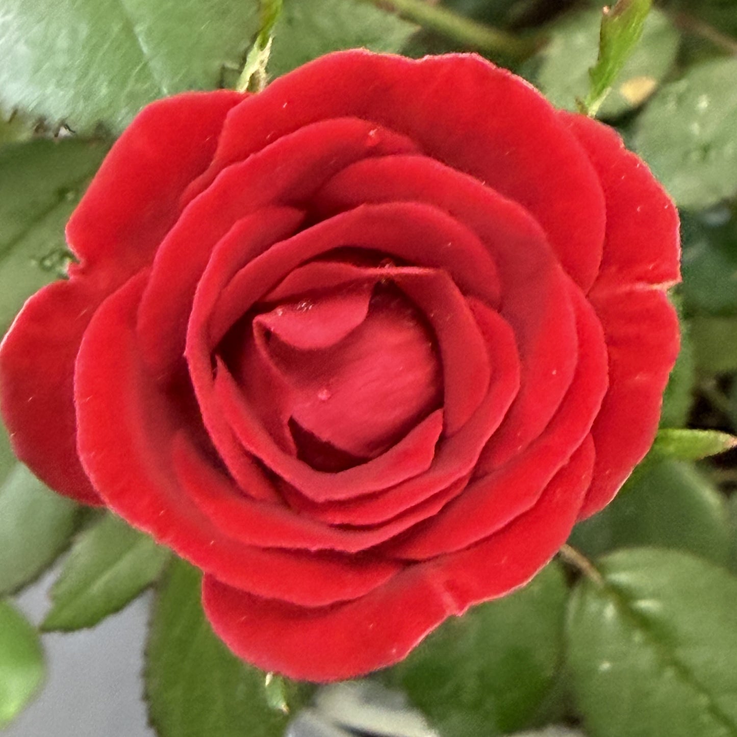 Rose Bush 'Sunrosa'