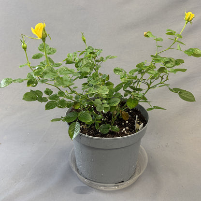 Rose Bush 'Sunrosa'