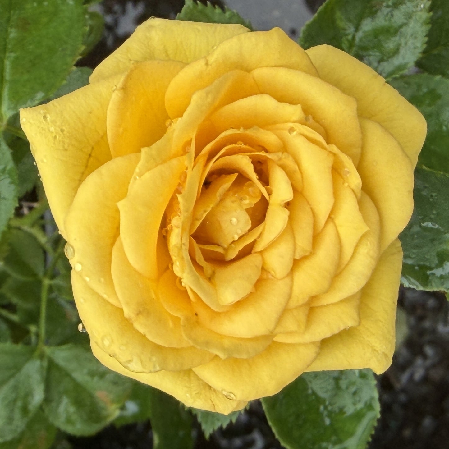 Rose Bush 'Sunrosa'