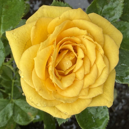 Rose Bush 'Sunrosa'