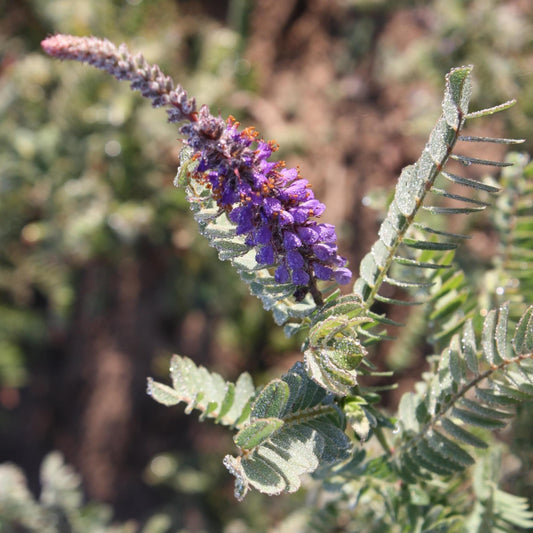 Amorpha canescens