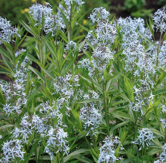 Amsonia illustris