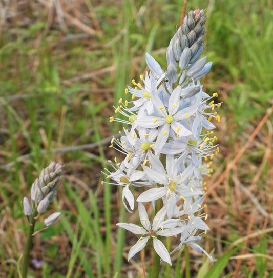 Camassia scilloides