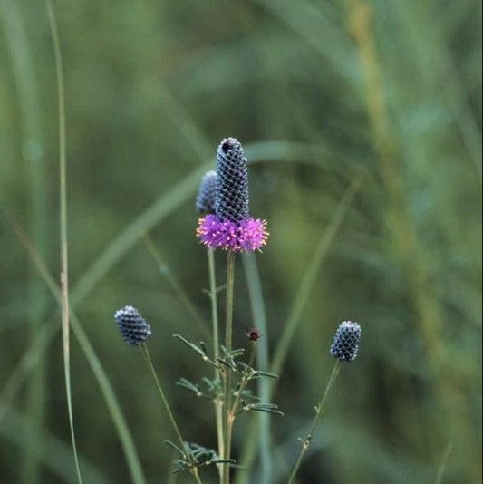 Dalea purpurea