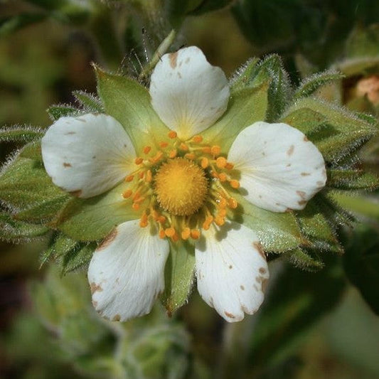Drymocallis arguta
