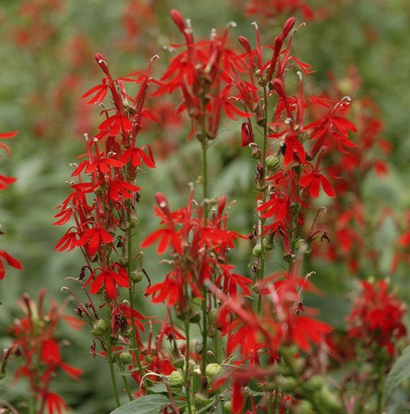 Lobelia cardinalis