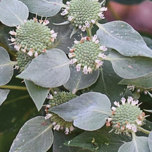 Pycnanthemum muticum
