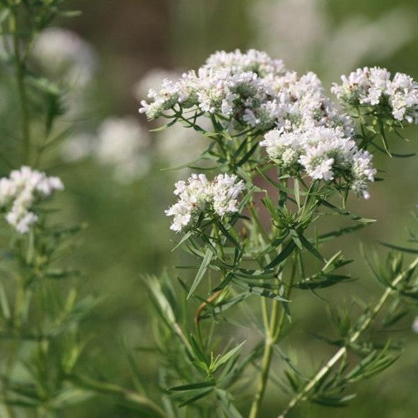 Pycnanthemum tenuifolium