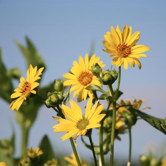 Silphium perfoliatum
