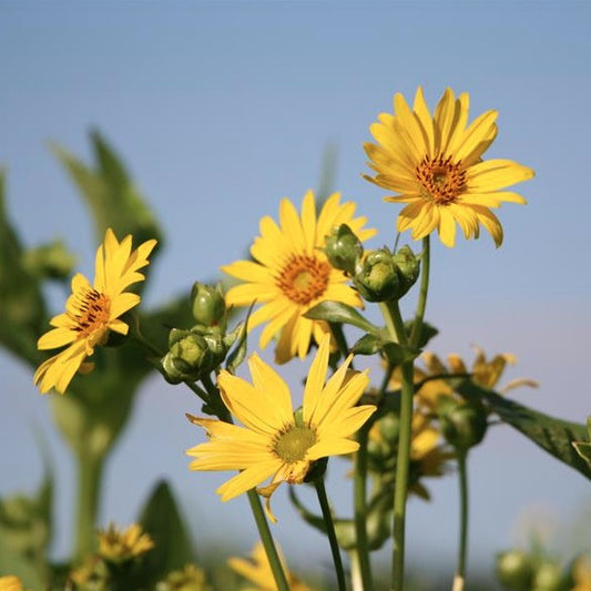 Silphium perfoliatum