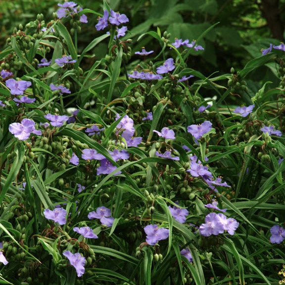 Tradescantia ohiensis