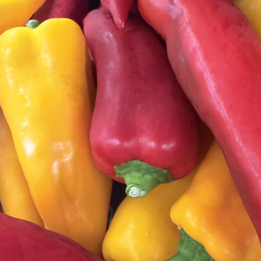 Fresh Pepper 'Sweet Italian'