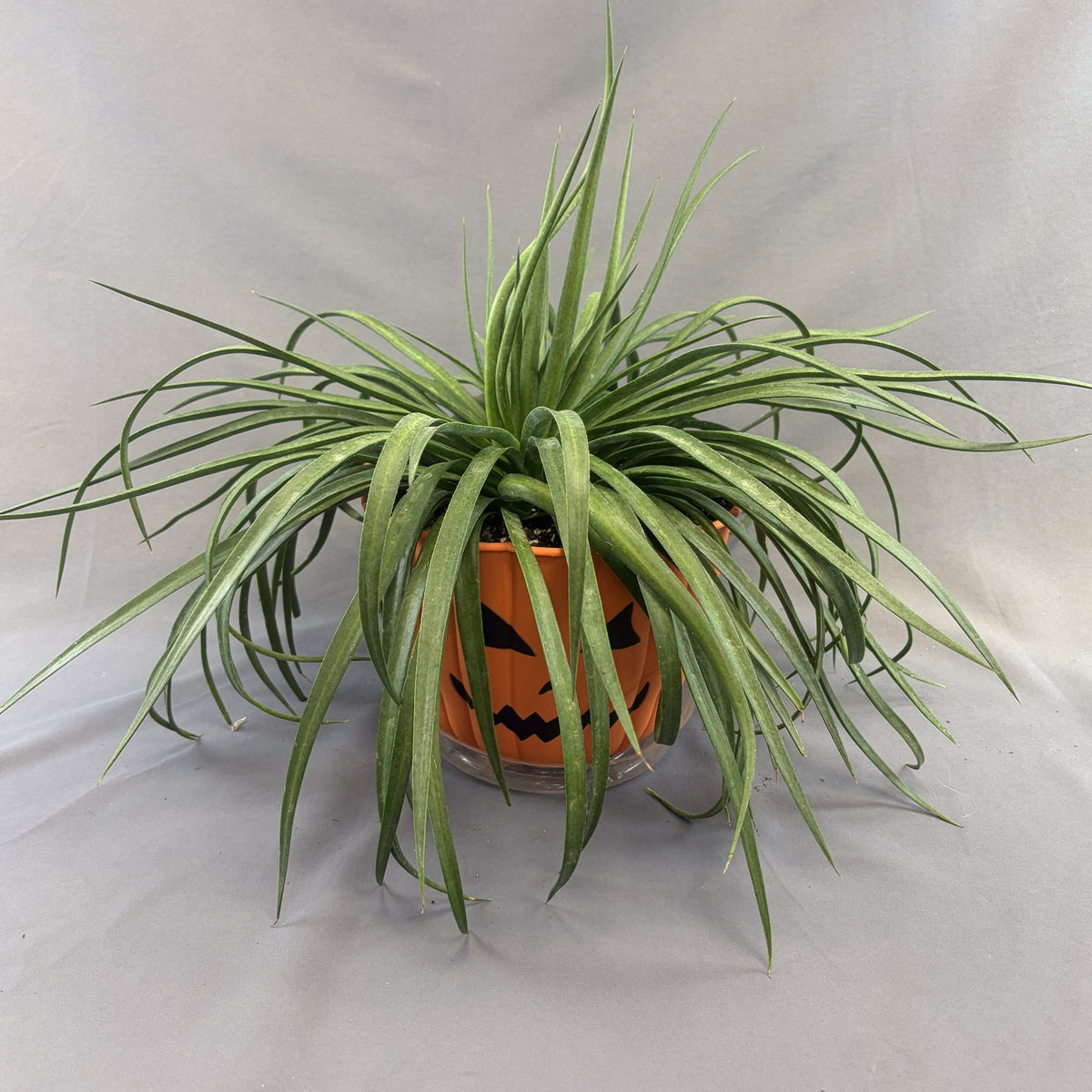 Mangave 'Tropical Pumpkin Face' Assorted (Proven Winners)
