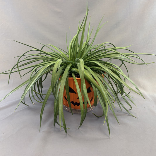 Mangave 'Tropical Pumpkin Face' Assorted (Proven Winners)