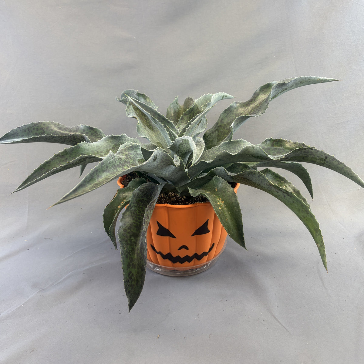 Mangave 'Tropical Pumpkin Face' Assorted (Proven Winners)
