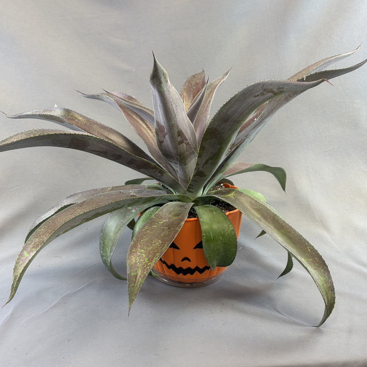 Mangave 'Tropical Pumpkin Face' Assorted (Proven Winners)