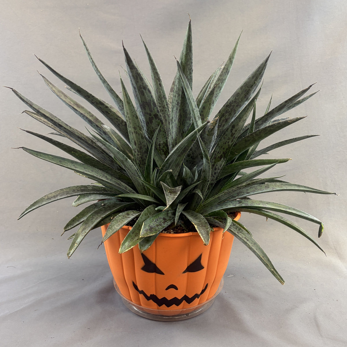 Mangave 'Tropical Pumpkin Face' Assorted (Proven Winners)