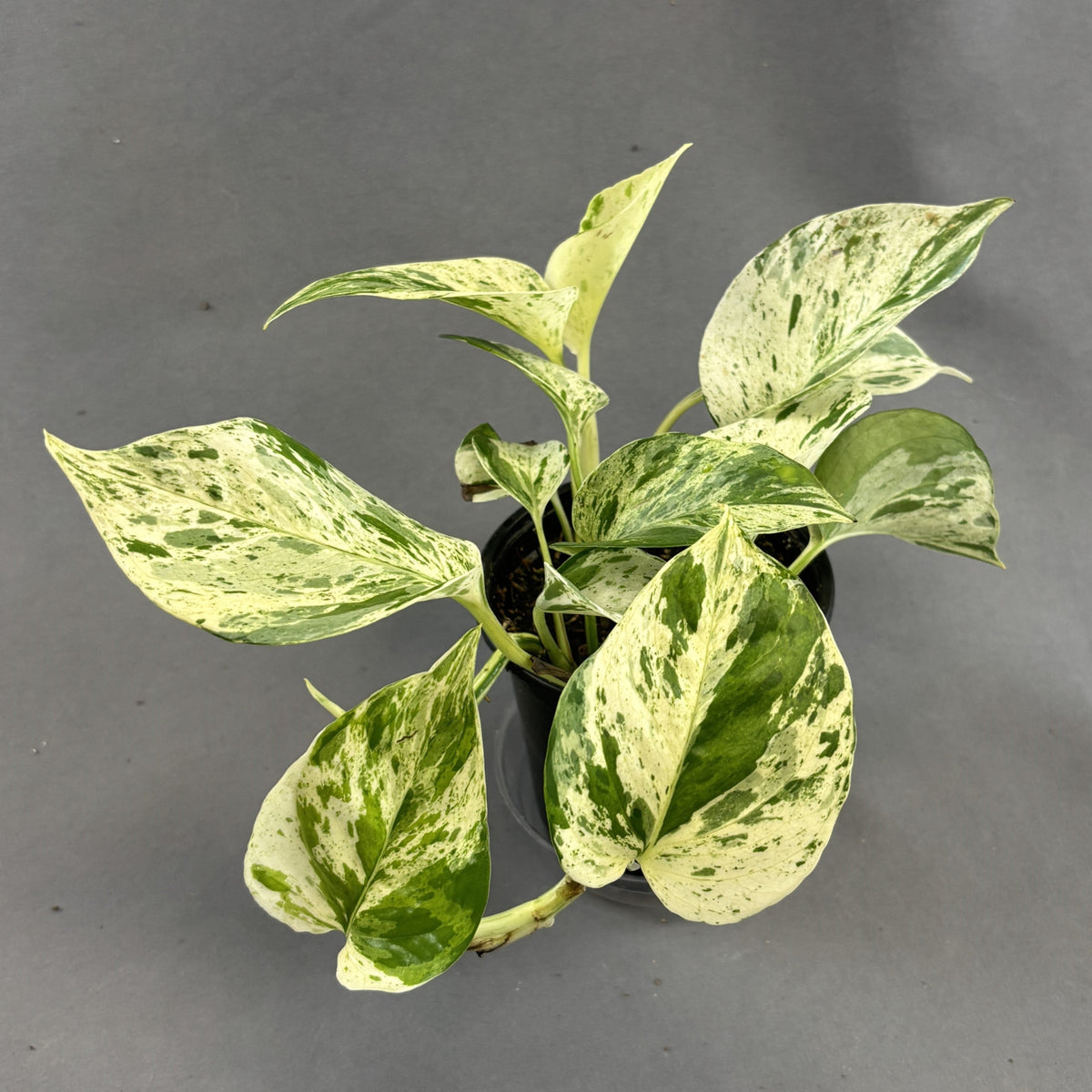 Pothos 'Snow Queen'