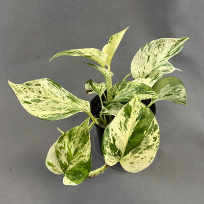 Pothos 'Snow Queen'