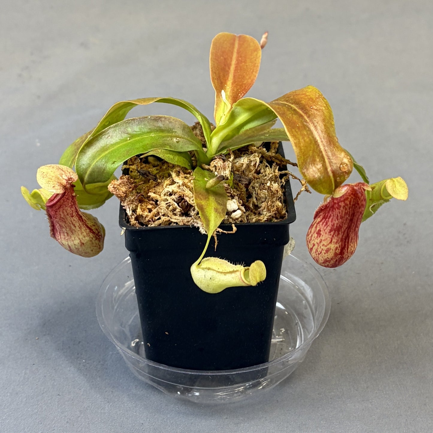 Pitcher Plant 'Gaya'
