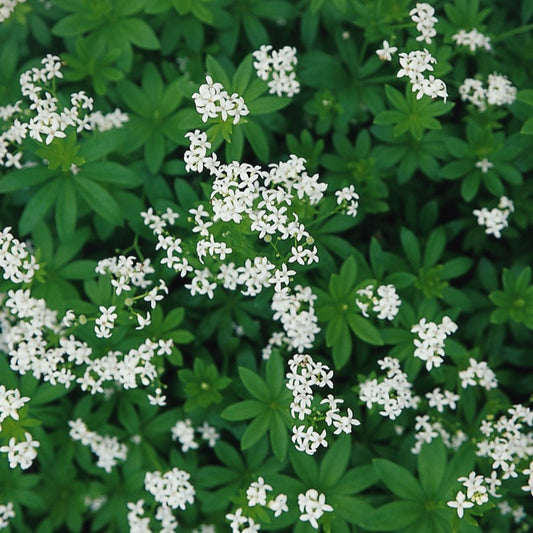 Galium 'Sweet Woodruff'