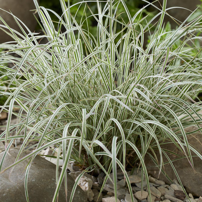 Little Bluestem 'Chameleon'