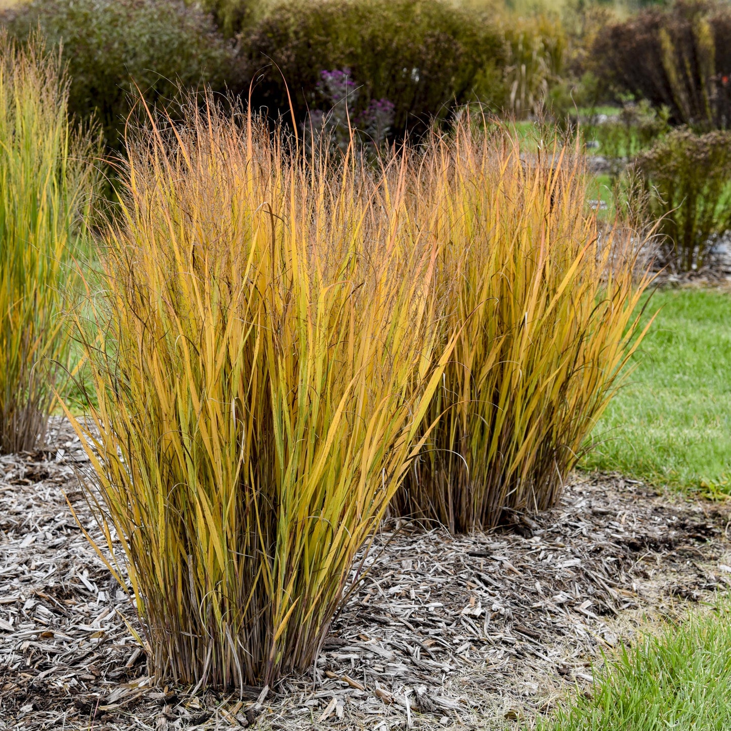 Switch Grass 'Half Pint'