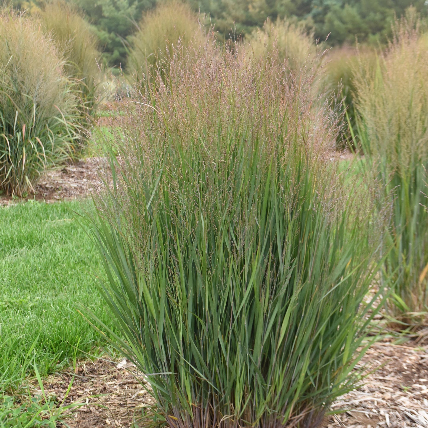 Switch Grass 'Half Pint'