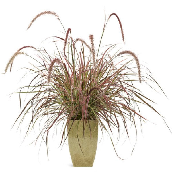 Grass 'Fountain'