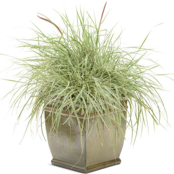 Grass 'Fountain'