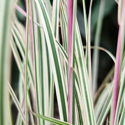 Little Bluestem 'Chameleon'