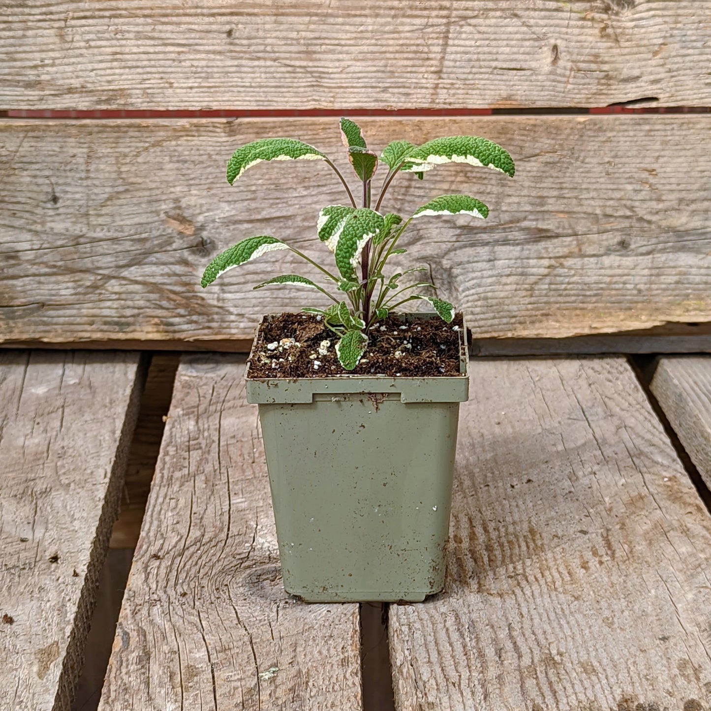 Sage 'Tricolour'