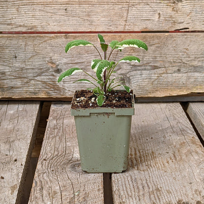 Sage 'Tricolour'