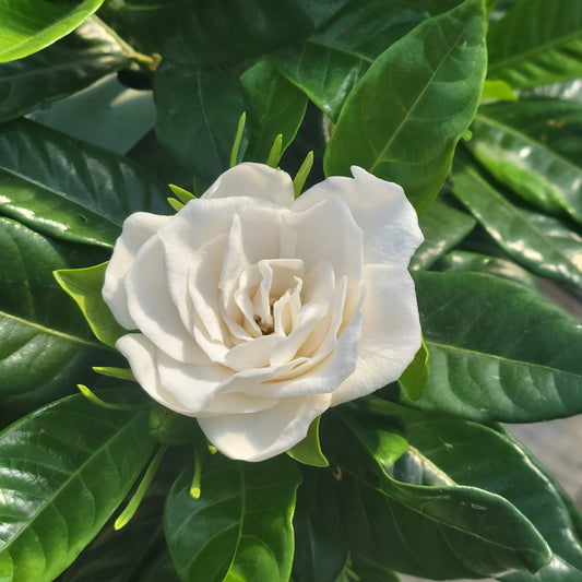 Gardenia
