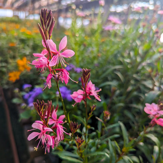 Gaura 'Baby Butterfly'