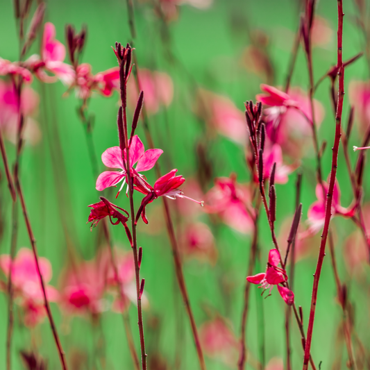 Gaura 'Bantam'
