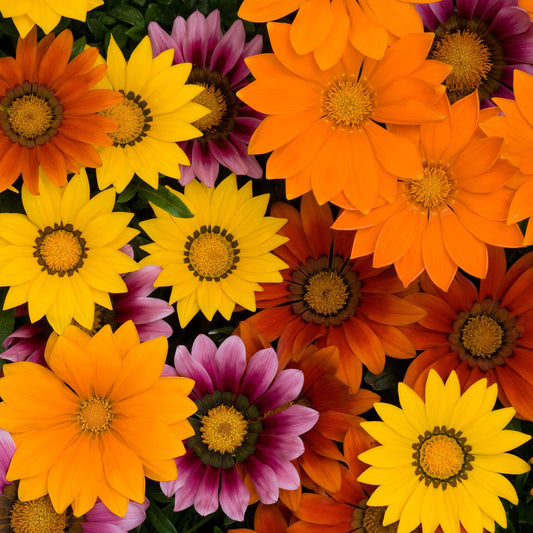 Gazania 'New Day'
