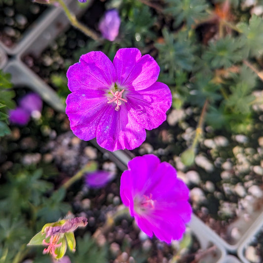 Cranesbill