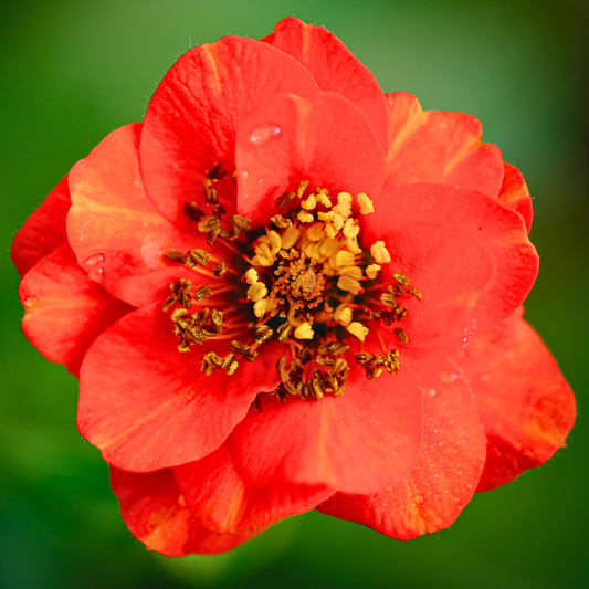 Geum 'Red Dragon' Avens