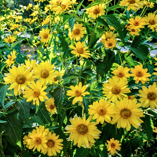 Sunflower ‘Suncatcher’