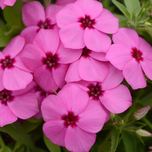 Phlox 'Gisele®'
