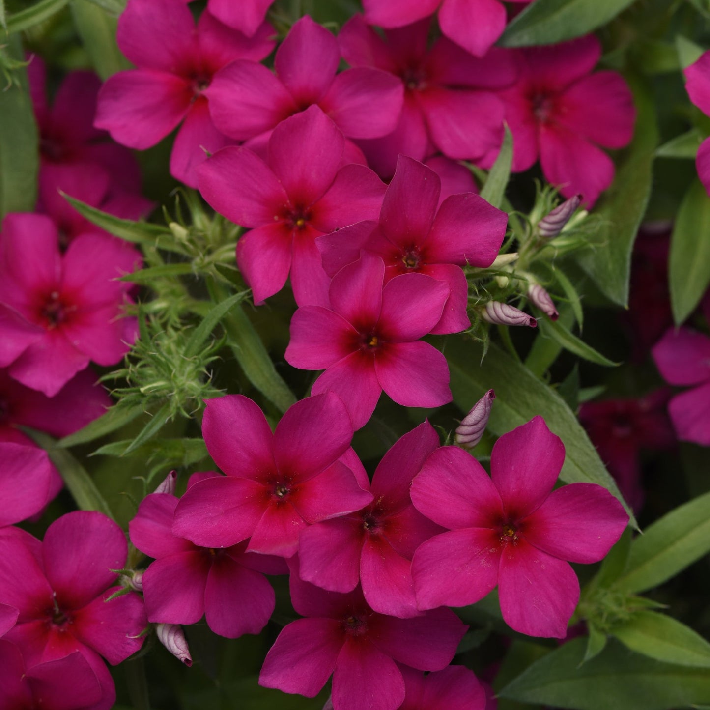 Phlox 'Gisele®'
