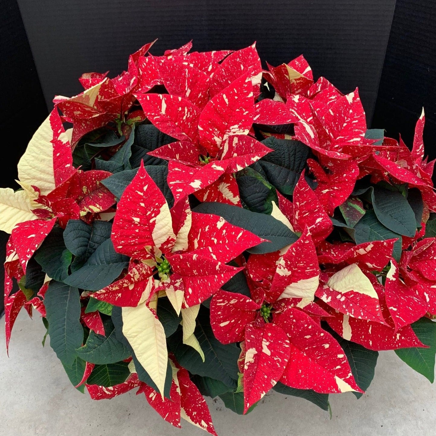 Poinsettia/Princettia