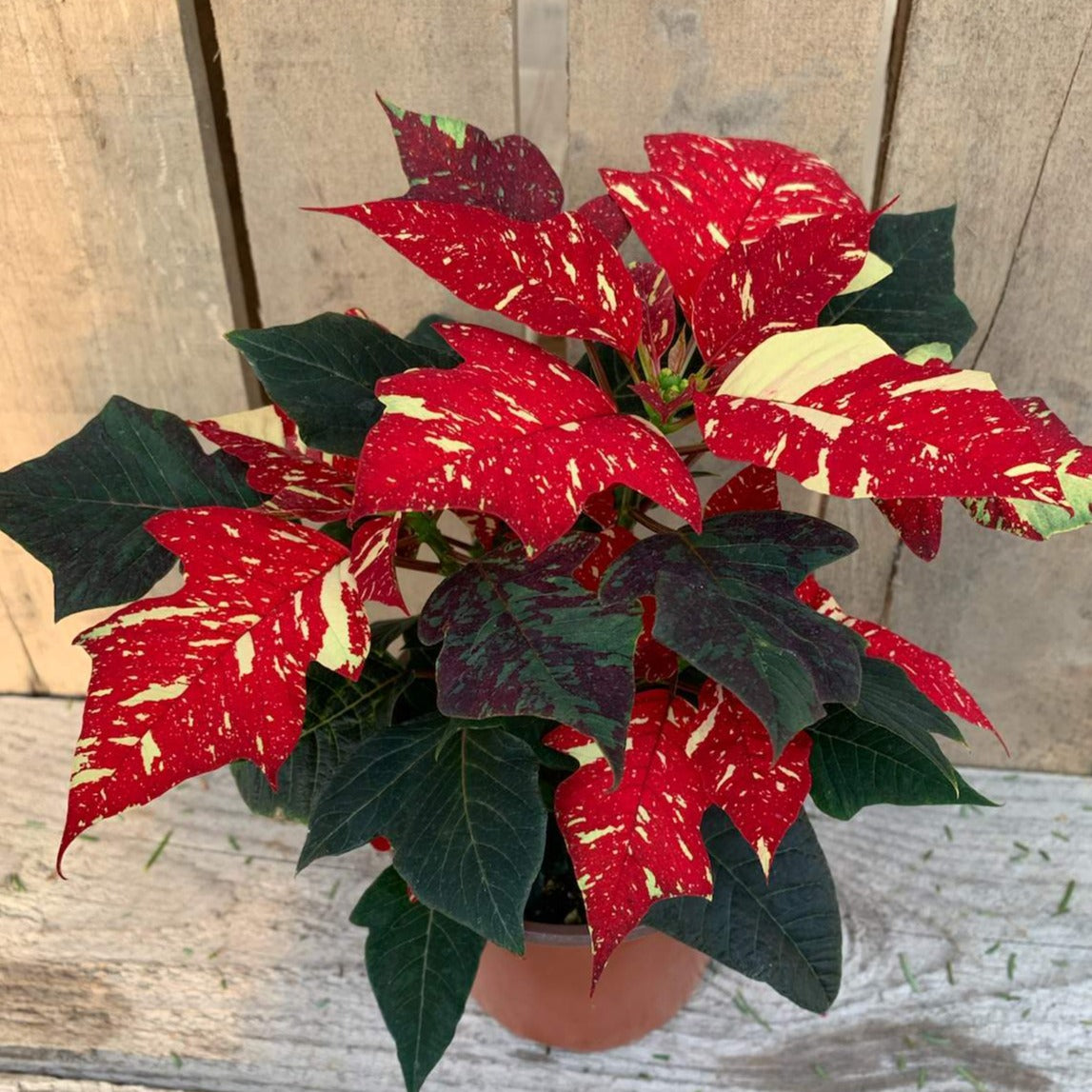 Poinsettia/Princettia