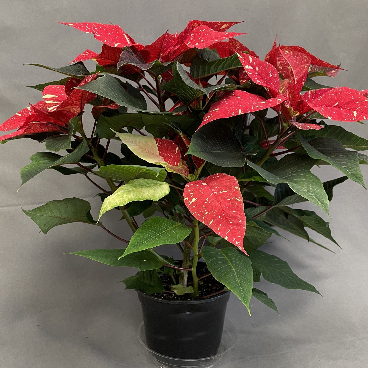 Poinsettia/Princettia