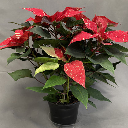 Poinsettia/Princettia