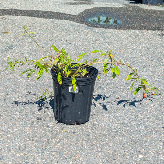 Goji Berry 'Firecracker'