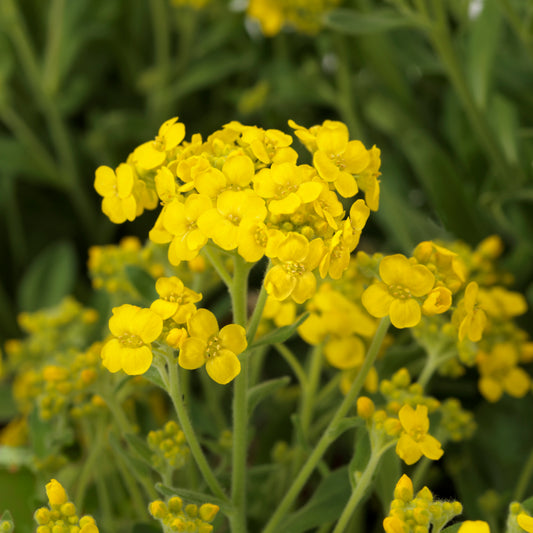 Yellow Alyssum